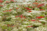 Poppy (Papaver spec.)