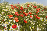 Klaproos (Papaver spec.)