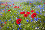 Klaproos (Papaver spec.)