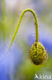 Klaproos (Papaver spec.)