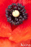 Poppy (Papaver spec.)