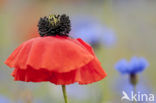 Klaproos (Papaver spec.)