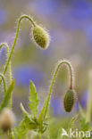 Klaproos (Papaver spec.)