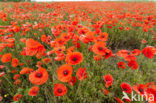 Poppy (Papaver spec.)