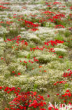 Klaproos (Papaver spec.)