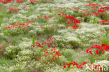 Klaproos (Papaver spec.)