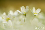 Klaverzuring (Oxalis spec.)