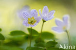 buttercup (Oxalis spec.)