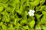 Klaverzuring (Oxalis spec.)