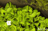 Klaverzuring (Oxalis spec.)