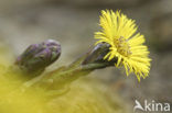 Klein hoefblad (Tussilago farfara)