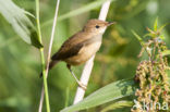 Kleine Karekiet (Acrocephalus scirpaceus)