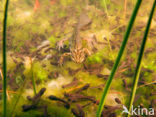 Kleine watersalamander (Triturus vulgaris)