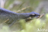 Kleine watersalamander (Triturus vulgaris)