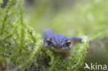 Kleine watersalamander (Triturus vulgaris)