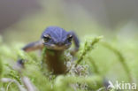 Kleine watersalamander (Triturus vulgaris)