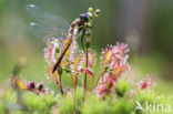 Kleine zonnedauw (Drosera intermedia) 