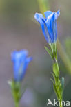 Klokjesgentiaan (Gentiana pneumonanthe) 