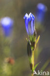 Klokjesgentiaan (Gentiana pneumonanthe) 