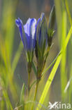 Klokjesgentiaan (Gentiana pneumonanthe) 