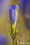 Klokjesgentiaan (Gentiana pneumonanthe) 