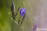 Marsh Gentian (Gentiana pneumonanthe)