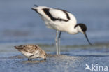 Pied Avocet (Recurvirostra avosetta)