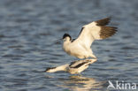 Pied Avocet (Recurvirostra avosetta)