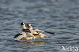 Pied Avocet (Recurvirostra avosetta)