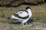 Pied Avocet (Recurvirostra avosetta)
