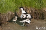 Pied Avocet (Recurvirostra avosetta)