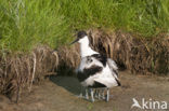 Pied Avocet (Recurvirostra avosetta)