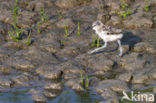 Pied Avocet (Recurvirostra avosetta)