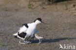 Pied Avocet (Recurvirostra avosetta)