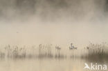 Mute Swan (Cygnus olor)