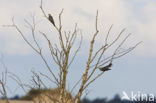 Common Cuckoo (Cuculus canorus)