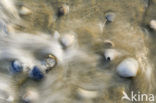 Cockle (Cerastoderma marina)