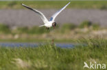 Black-headed Gull (Larus ridibundus)