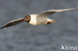 Black-headed Gull (Larus ridibundus)