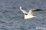 Black-headed Gull (Larus ridibundus)