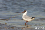 Black-headed Gull (Larus ridibundus)