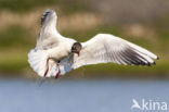 Black-headed Gull (Larus ridibundus)