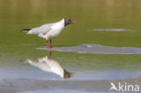 Black-headed Gull (Larus ridibundus)