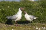 Black-headed Gull (Larus ridibundus)