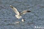 Black-headed Gull (Larus ridibundus)