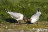 Black-headed Gull (Larus ridibundus)