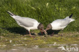 Black-headed Gull (Larus ridibundus)