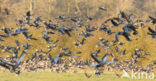 White-fronted goose (Anser albifrons)