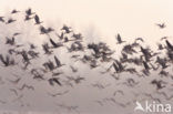 White-fronted goose (Anser albifrons)