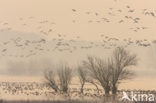 White-fronted goose (Anser albifrons)